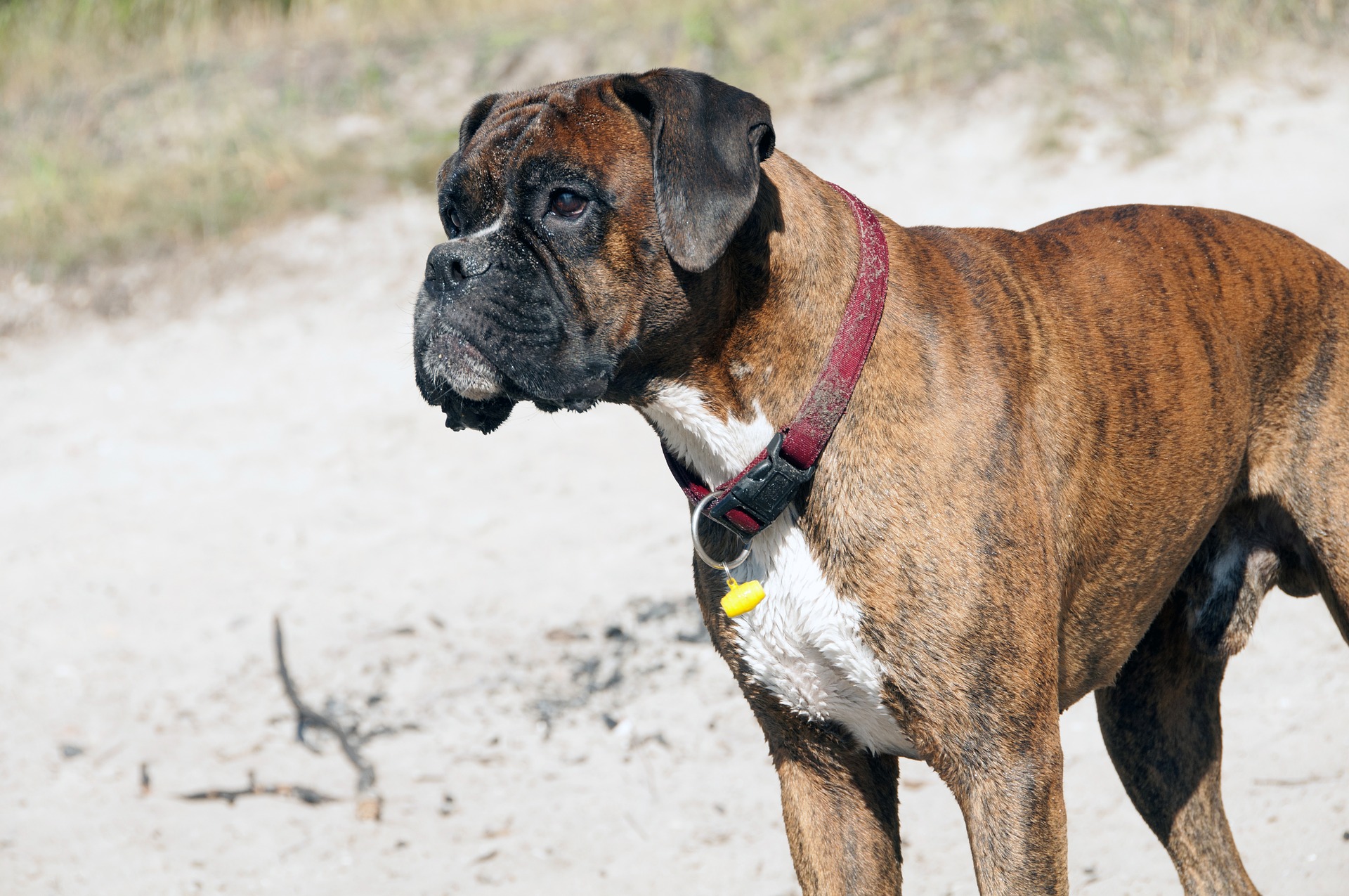 Top Five Best Dog Foods for Boxers