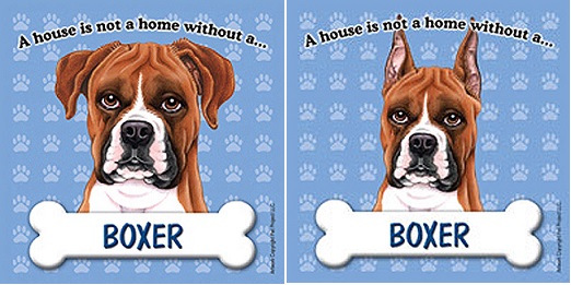 Boxer dog ear cropping