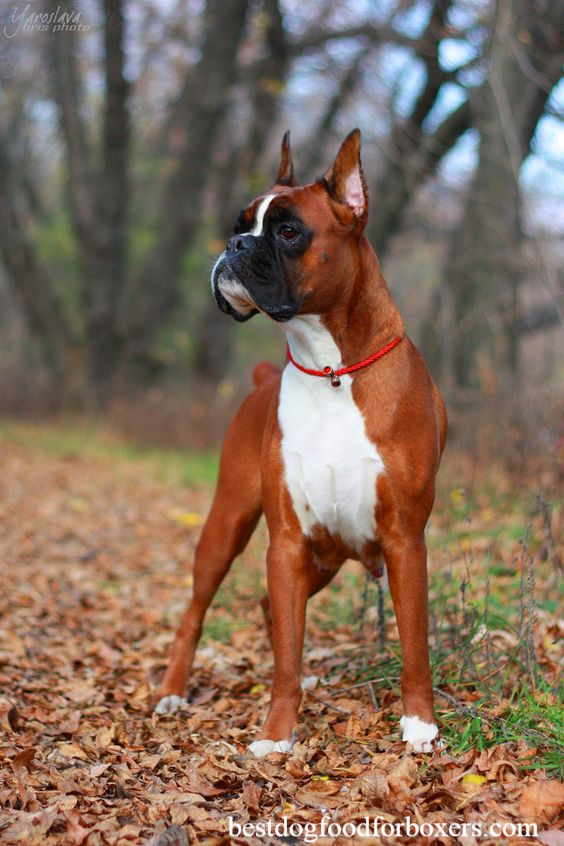 Boxer dogs breed