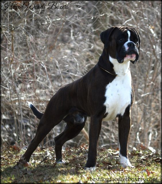 boxer breed types