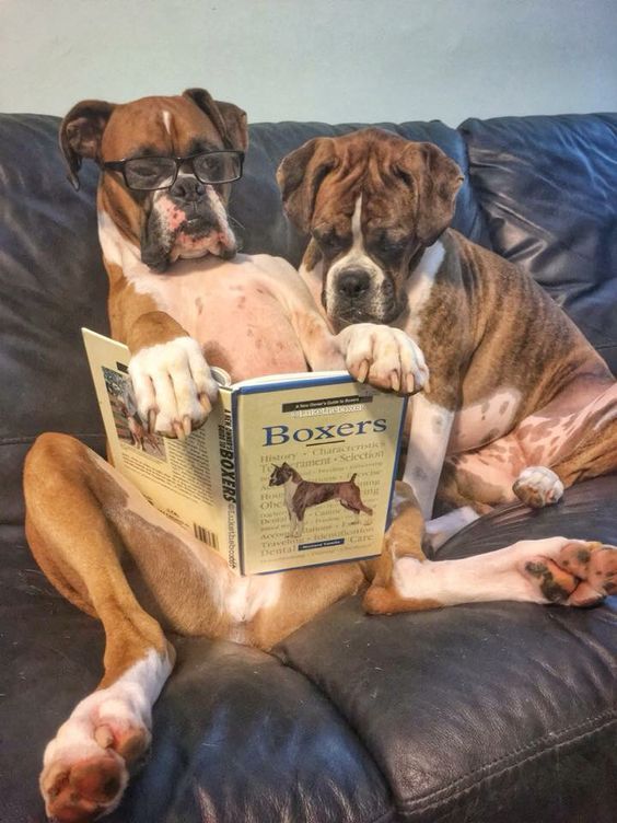 Boxer Dogs Face