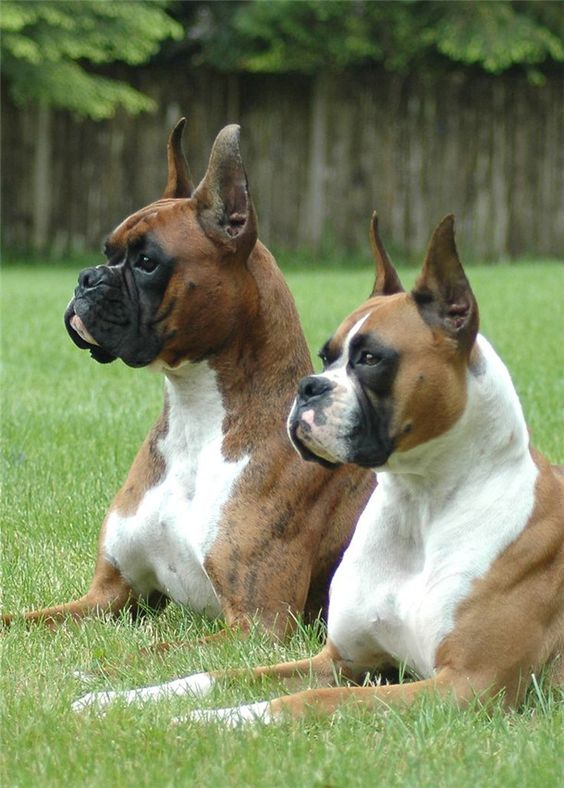 Boxer Breed Types The Three Most Popular Boxer Dog info