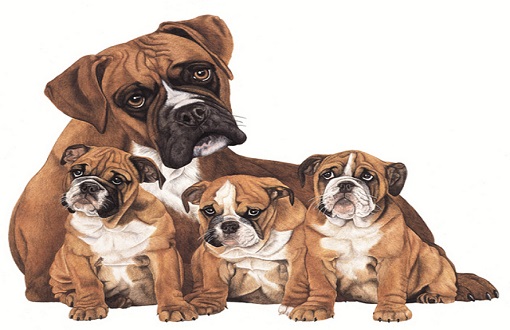 boxer breed types