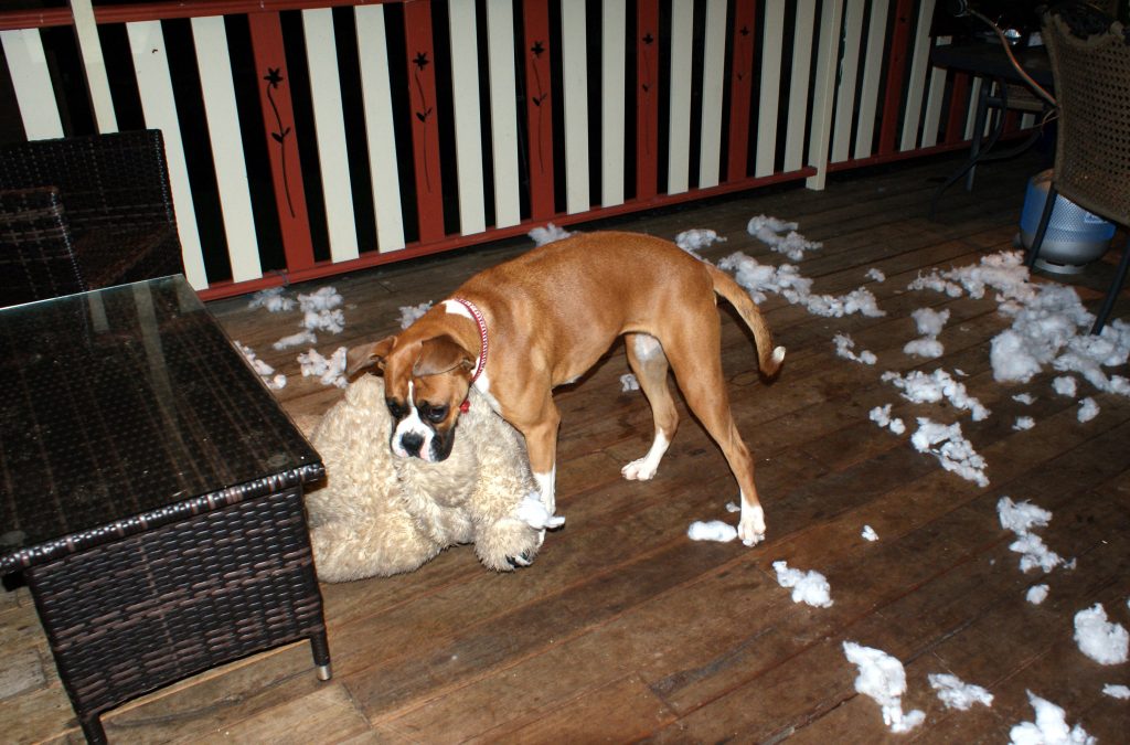 Boxer Dog Biting things that You Probably Don't Know
