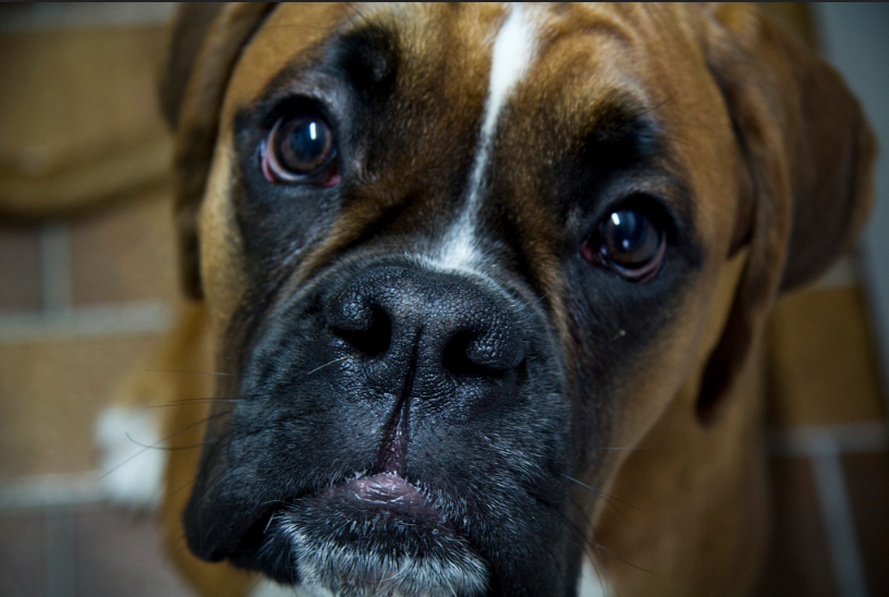 boxer dog face