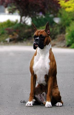 boxer dog size