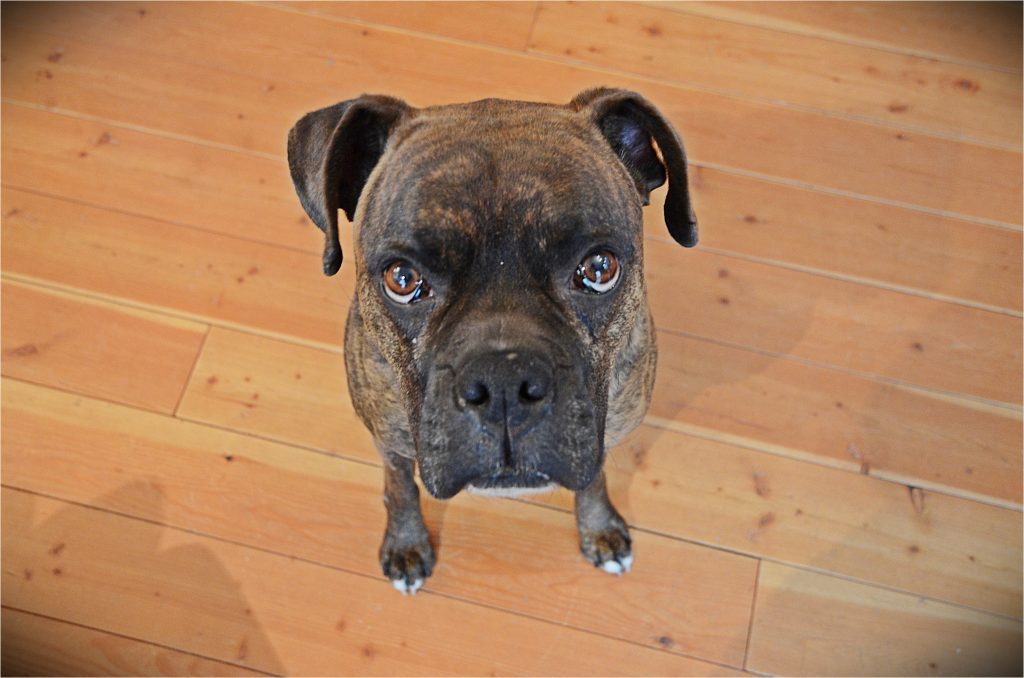 boxer dog with out marking