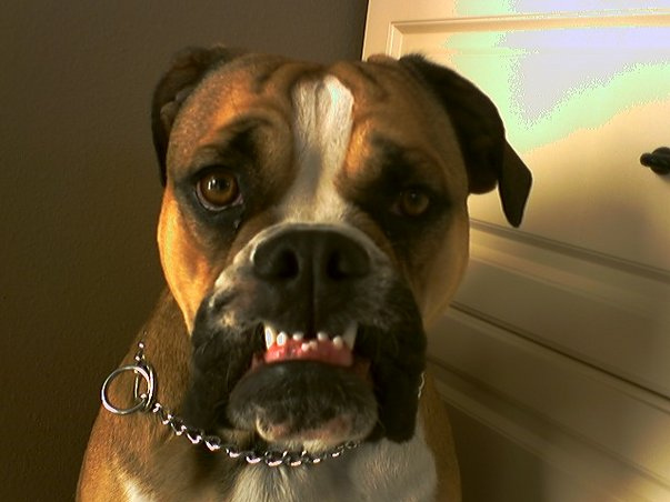 boxer-chewing-teething