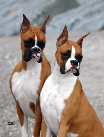 ear cropping for boxer dog
