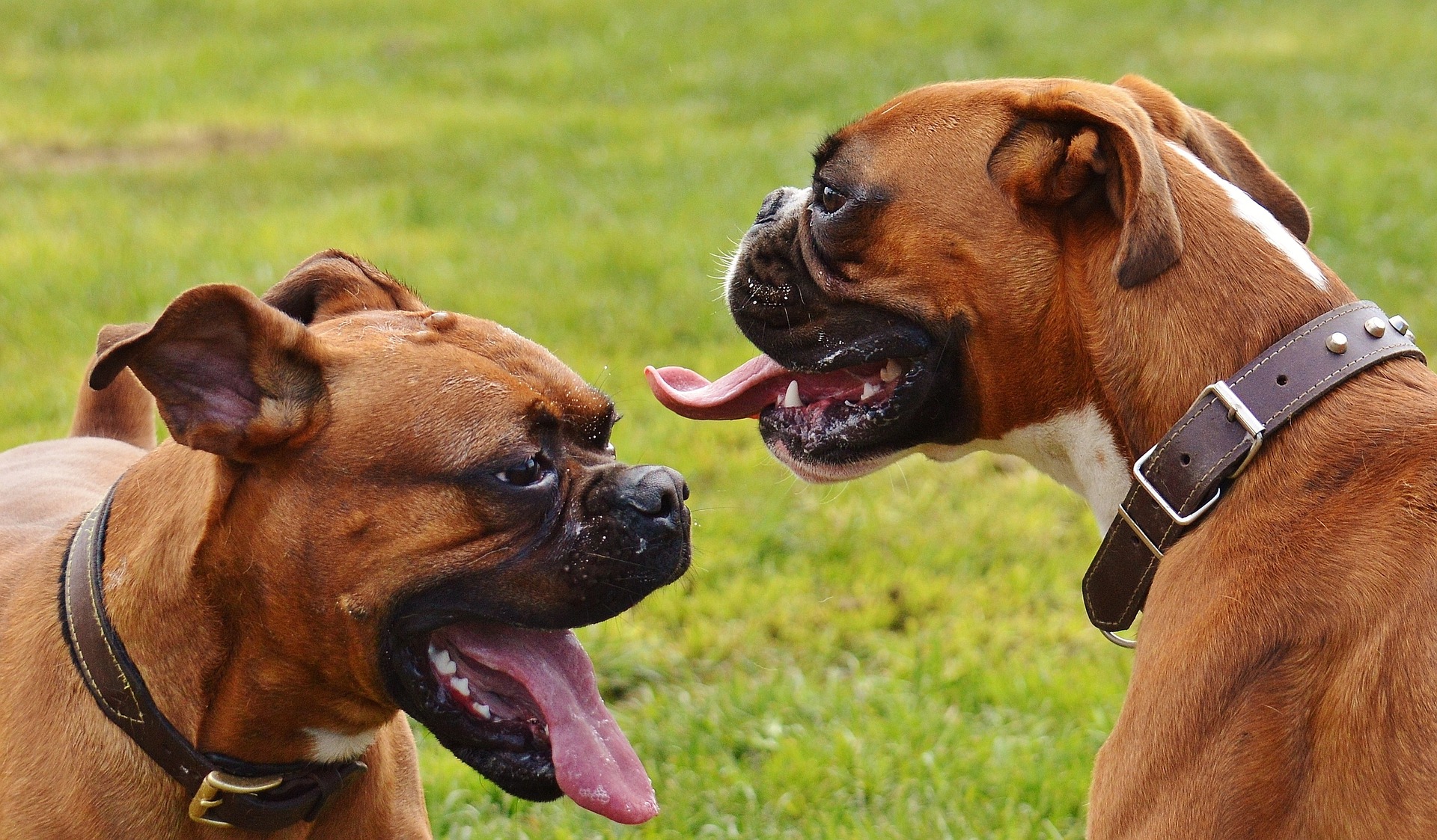 Boxer dog bad breath Boxer Dog info and Health Tips