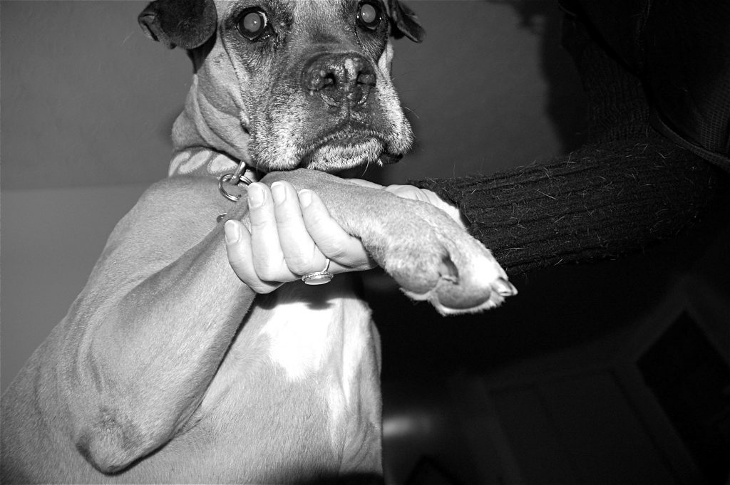 Boxer dog paws