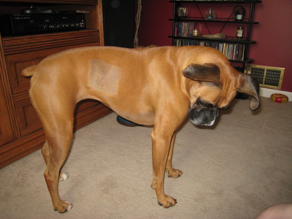 Cancer in Boxer Dogs