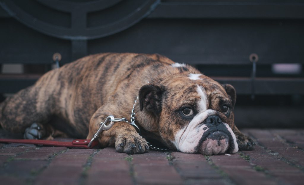 How to Help a Boxer Dog Live a Long Life