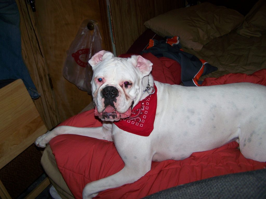 Image result for boxer dog  bed