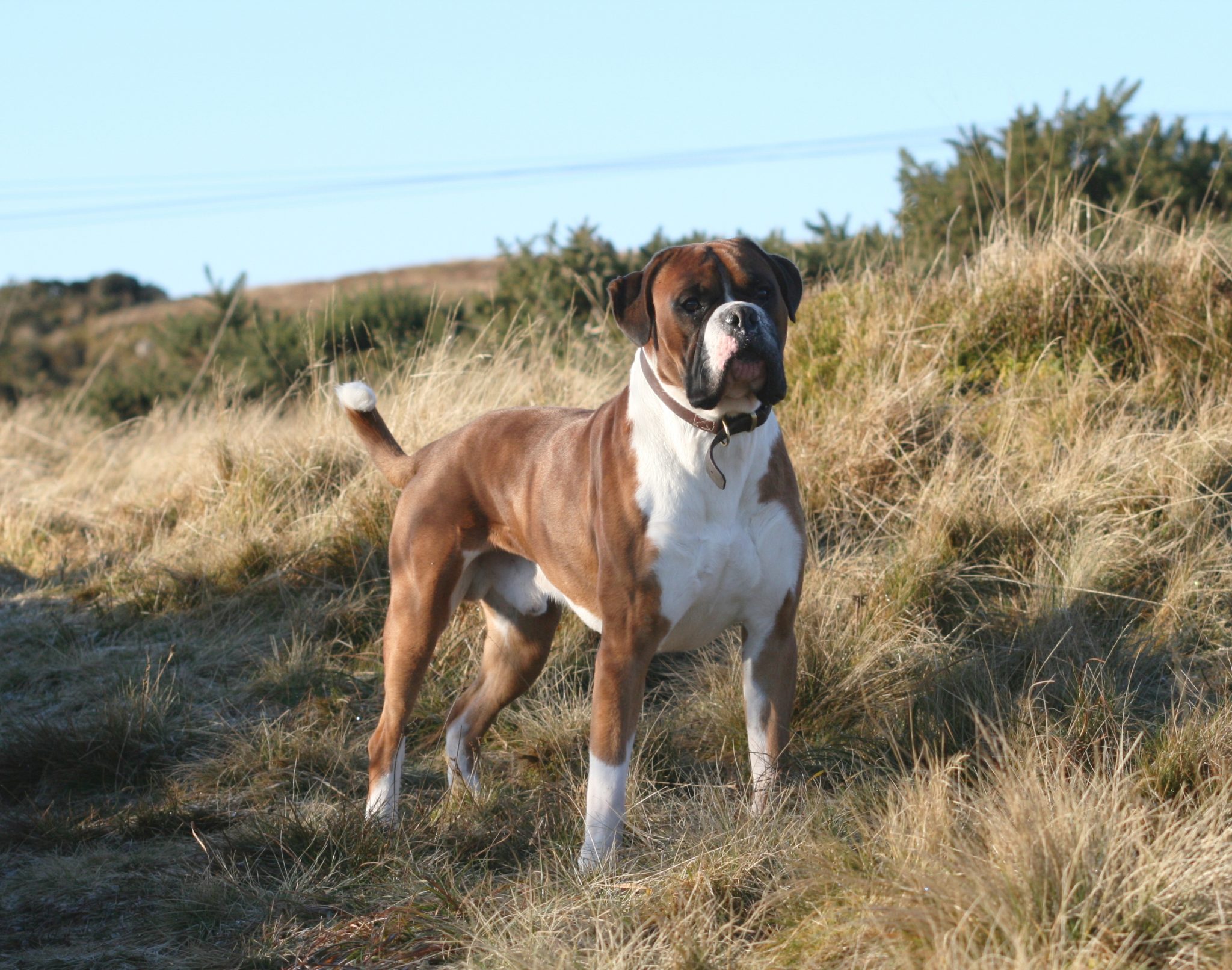 UK Boxer dog Boxer Dog info and Health Tips