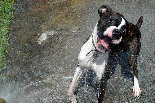 boxer dog drinking water issues
