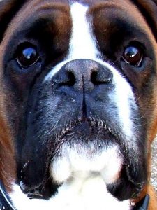 Boxer dog eye boogers- tips for Proper Eye Care - Boxer Dog info and ...