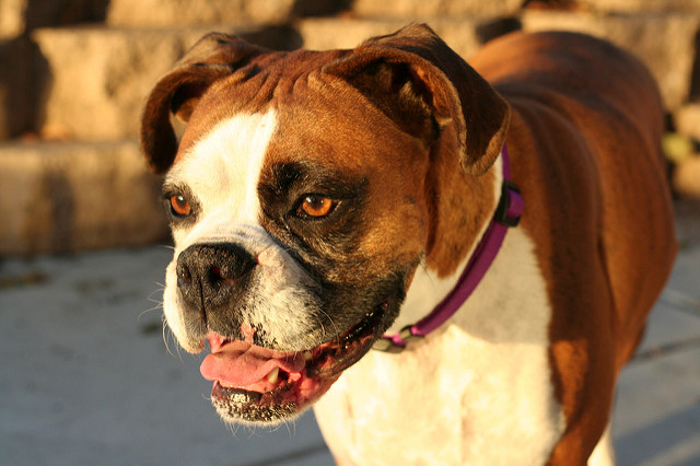boxer-puppy-and-dog-whining
