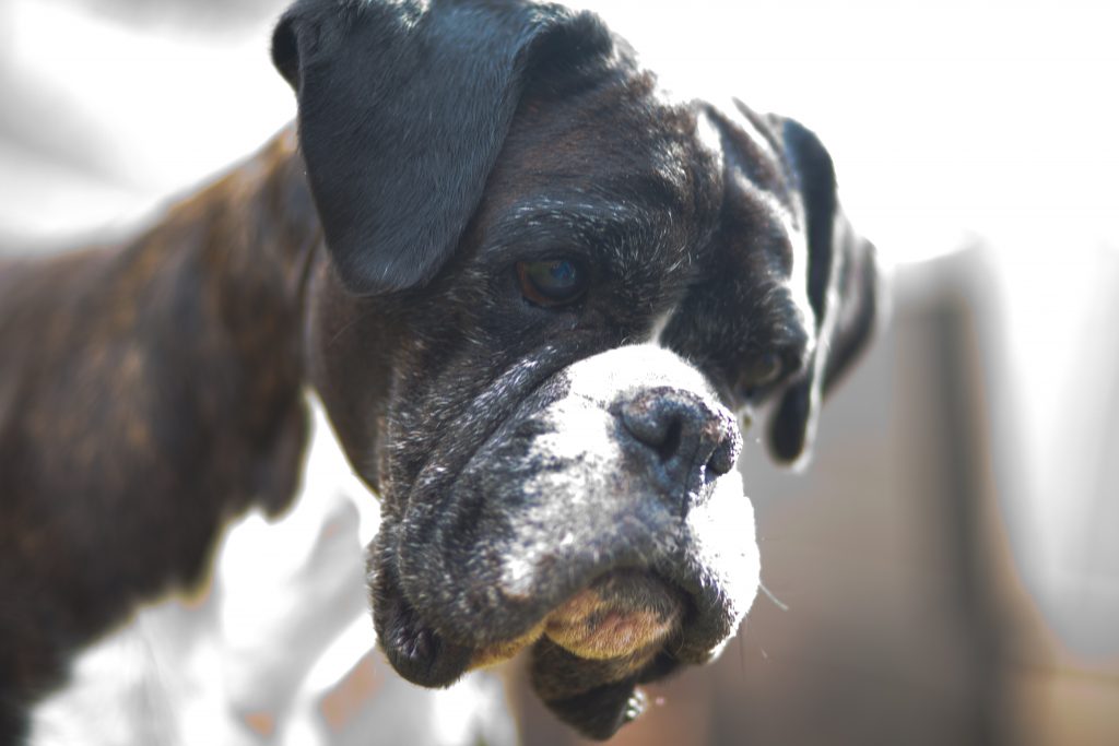 common Diseases in boxer dogs