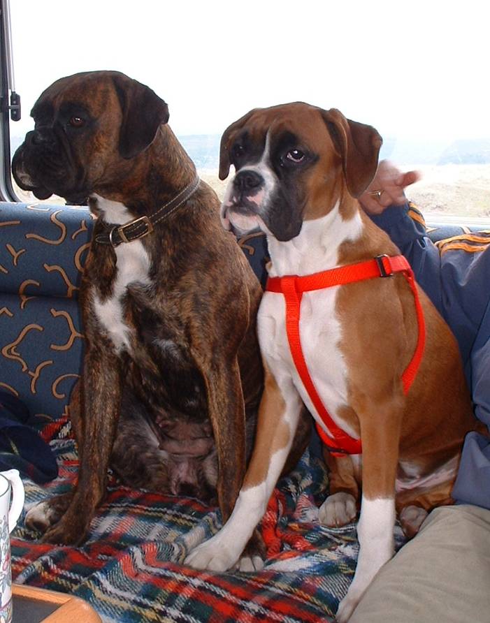 common Diseases in boxer dogs