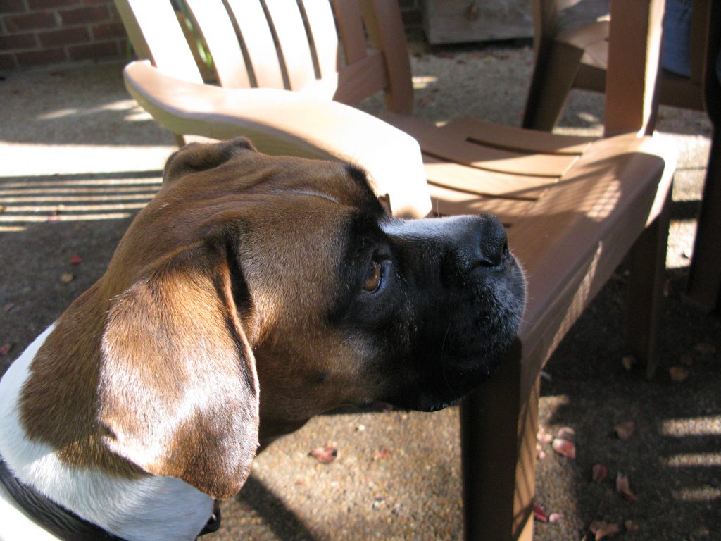 Boxer Dog Ear Infections