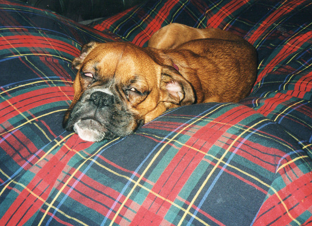 Hypothyroidism in Boxer Dogs
