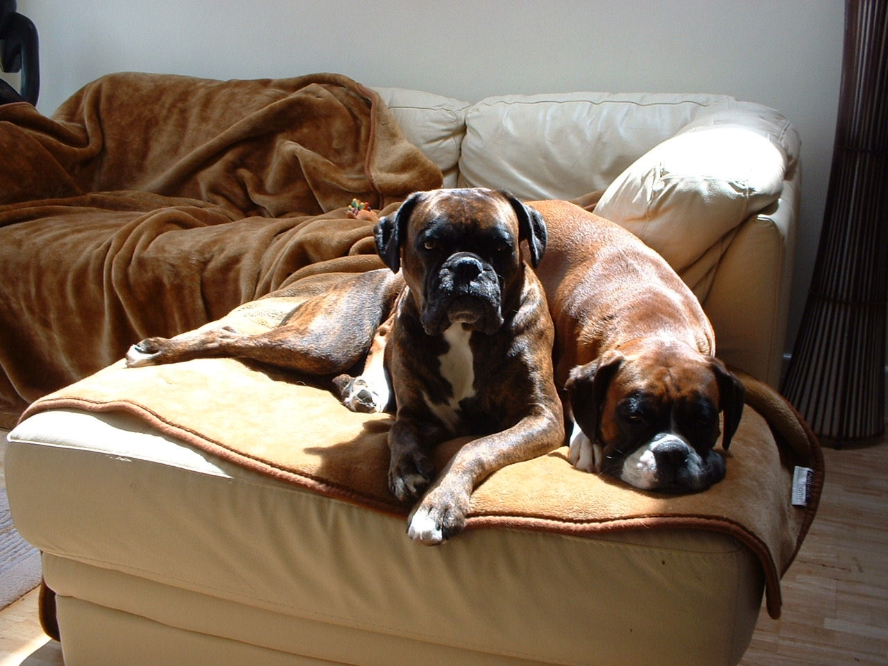 Why Do Boxer Dogs Sit on Each Other