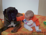 Are Boxers Good With Kids