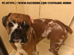 Best-dog-shampoo-for-Boxer-dogs