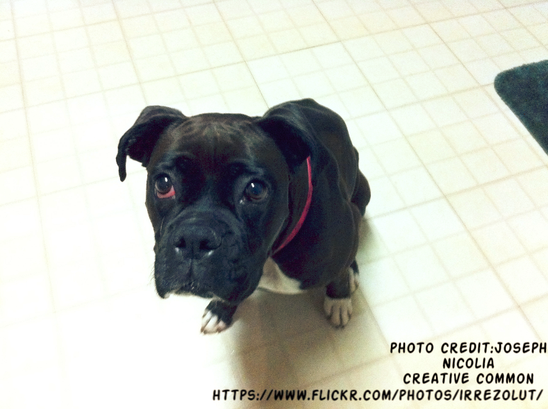 black boxer puppies