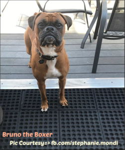 How Much Food should a Boxer Eat? - Boxer Dog info and Health Tips