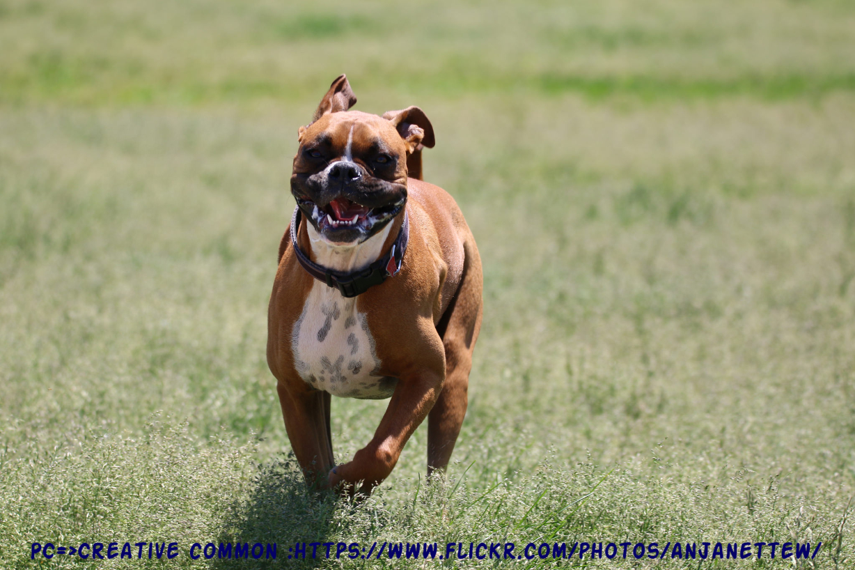 How much Exercise do Boxers need? Boxer Dog info and