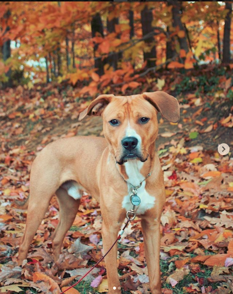 Average lifespan of boxer lab mix