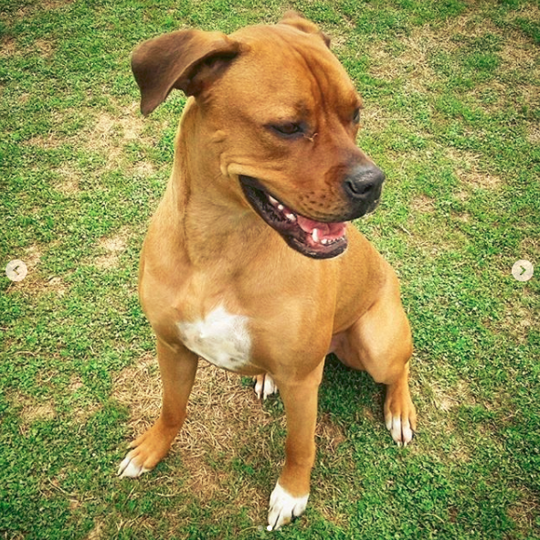 kobling pendul have tillid Boxer Rottweiler Mix - Boxer Dog info and Health Tips