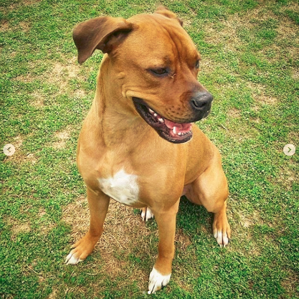 boxer rottweiler pitbull mix